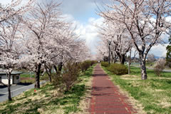 イギリス海岸付近の桜並木